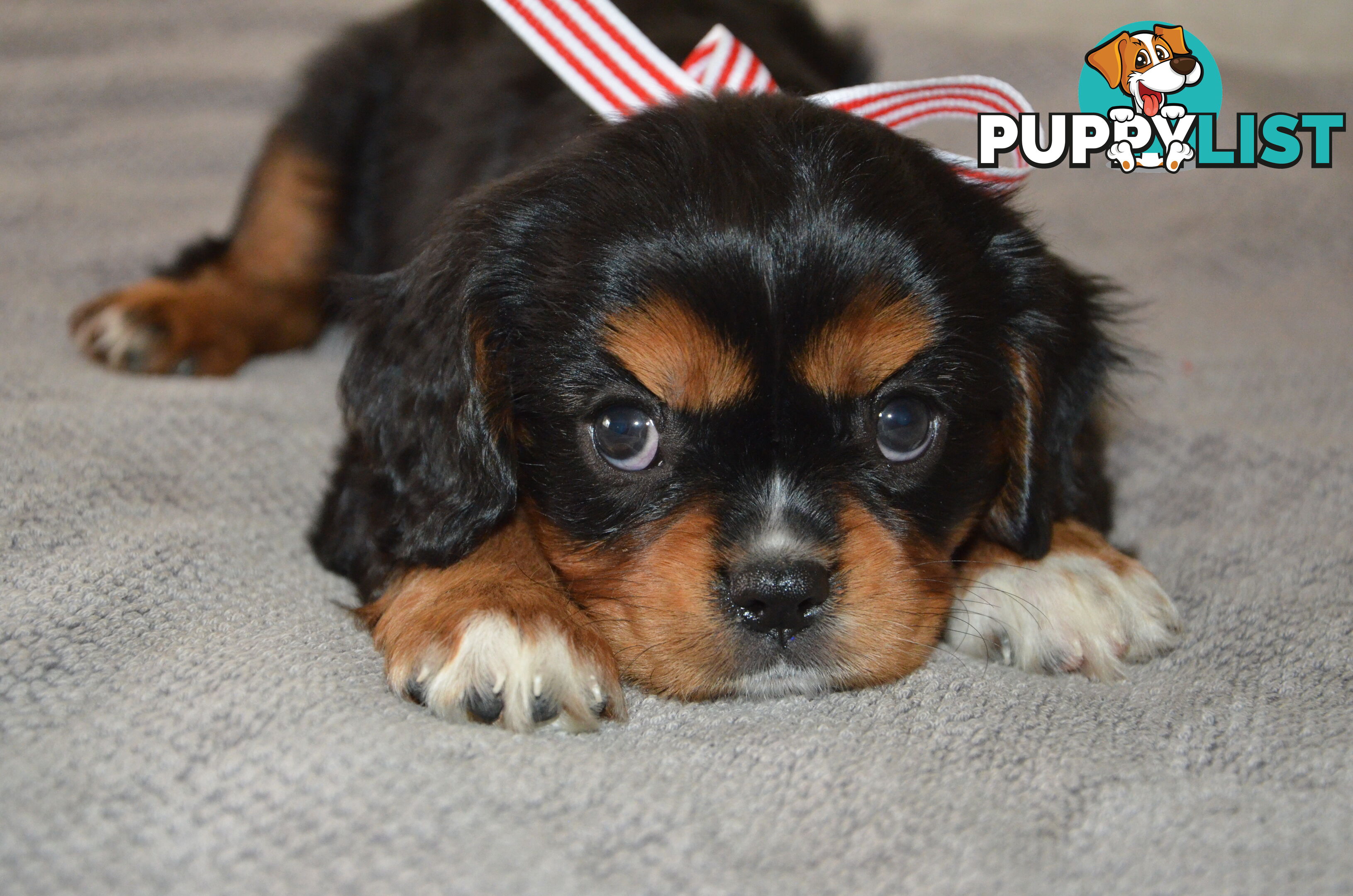 Cavalier King Charles Puppies For Sale SA