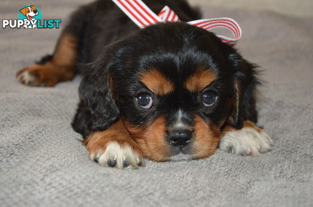 Cavalier King Charles Puppies For Sale SA