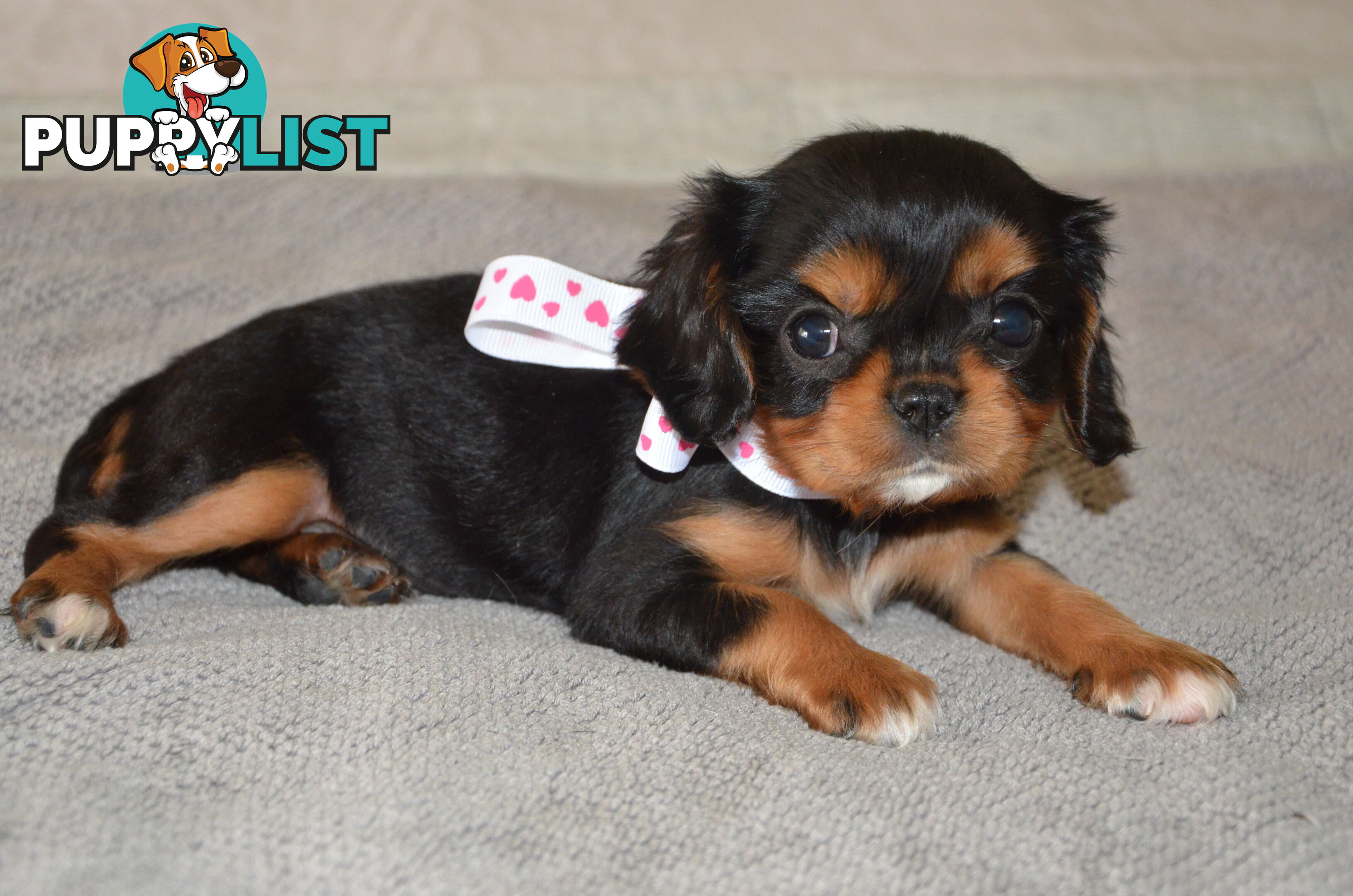 Cavalier King Charles Puppies For Sale SA