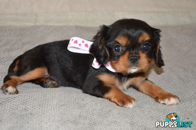 Cavalier King Charles Puppies For Sale SA