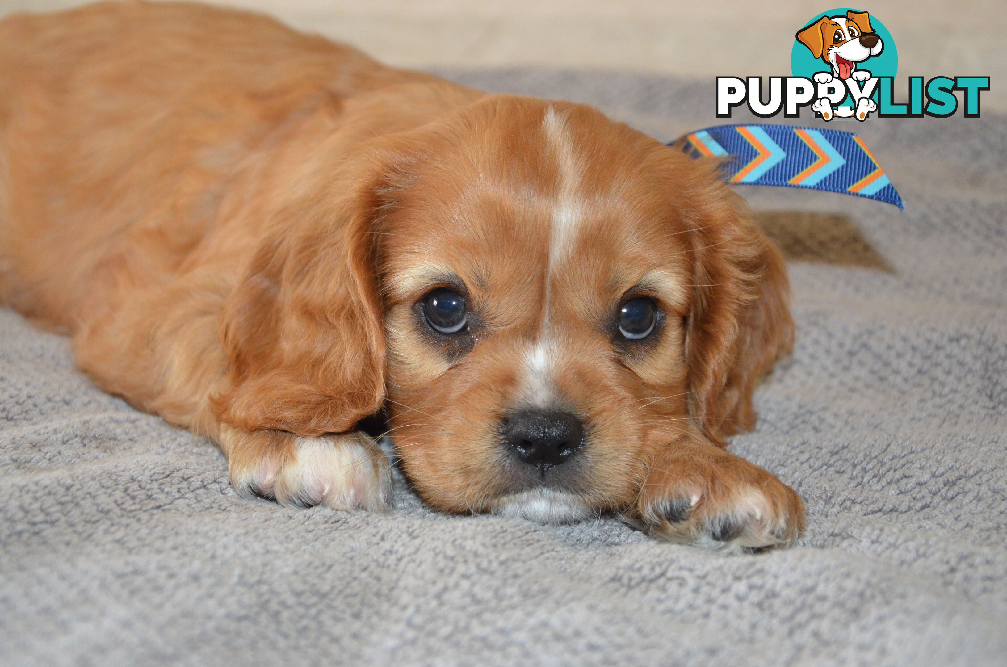 Cavalier King Charles Puppies For Sale SA