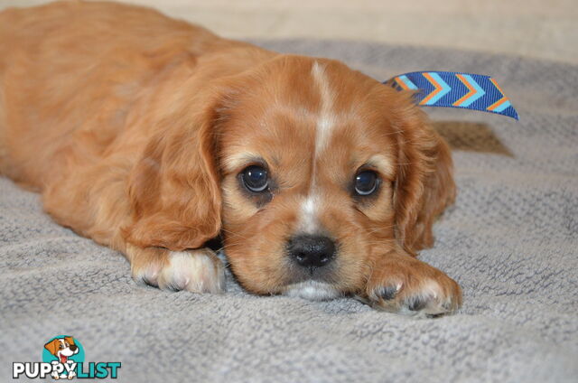 Cavalier King Charles Puppies For Sale SA