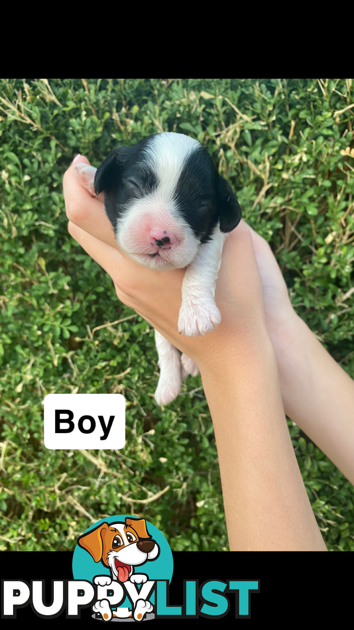 Stunning Toy Cavoodles