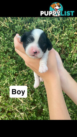 Stunning Toy Cavoodles