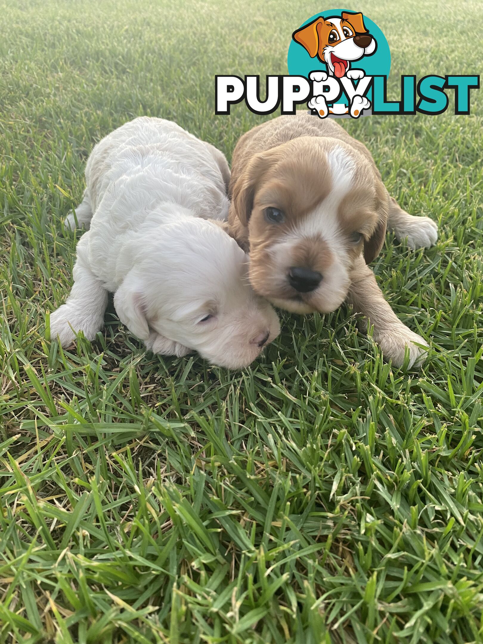 Stunning Toy Cavoodles