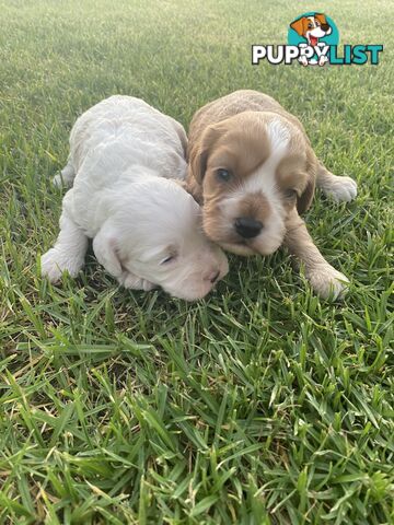 Stunning Toy Cavoodles