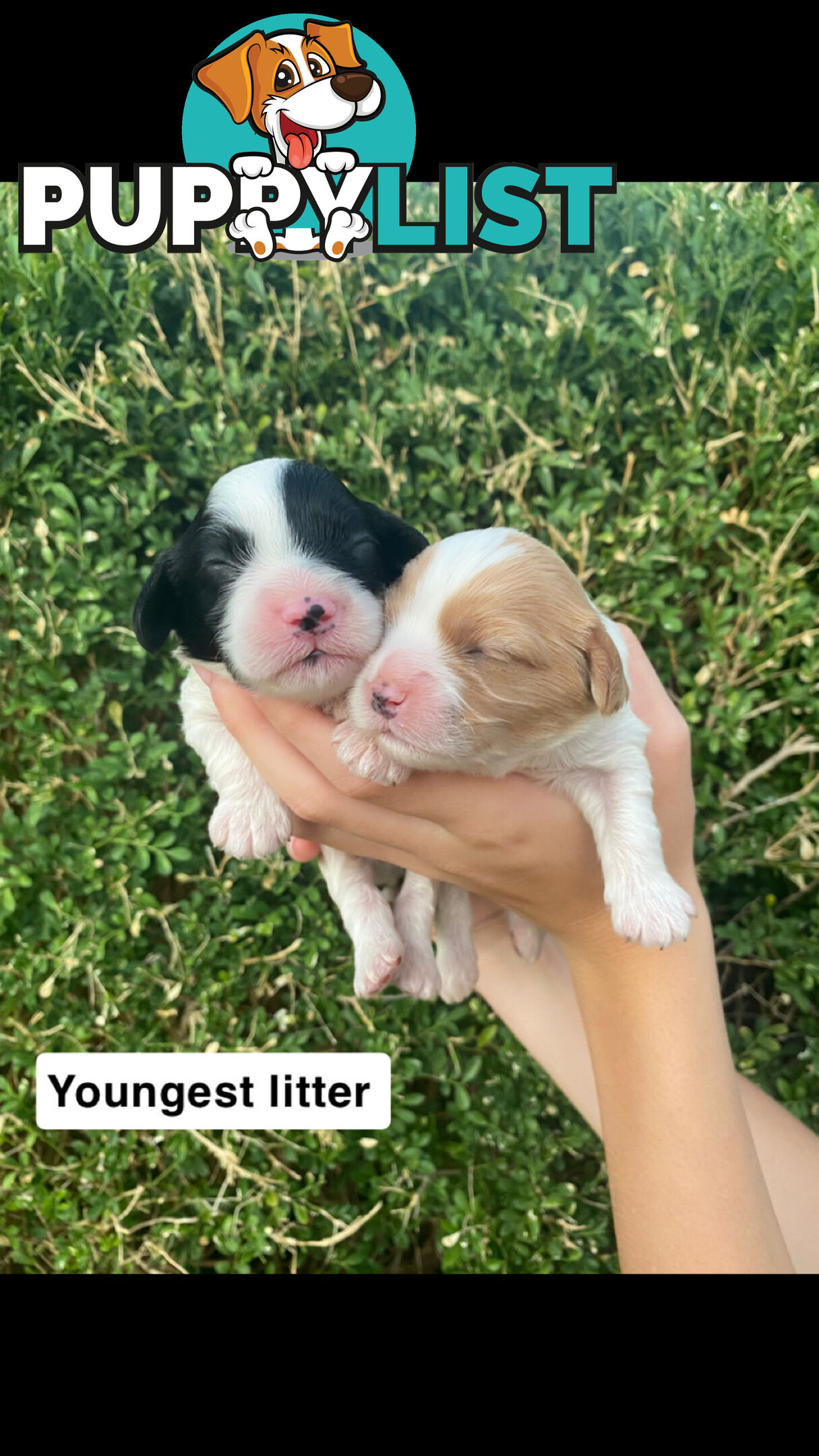 Stunning Toy Cavoodles