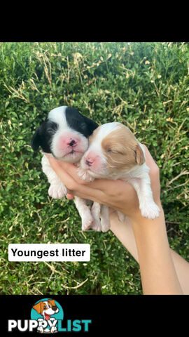 Stunning Toy Cavoodles