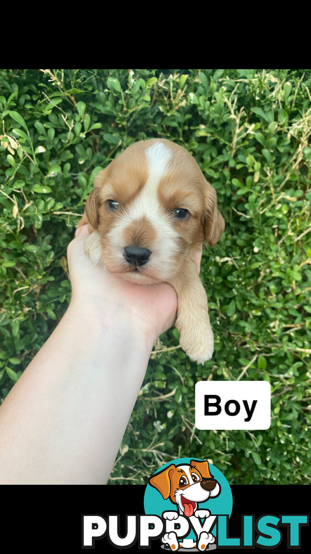 Stunning Toy Cavoodles