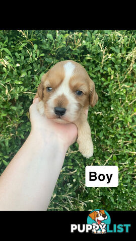 Stunning Toy Cavoodles