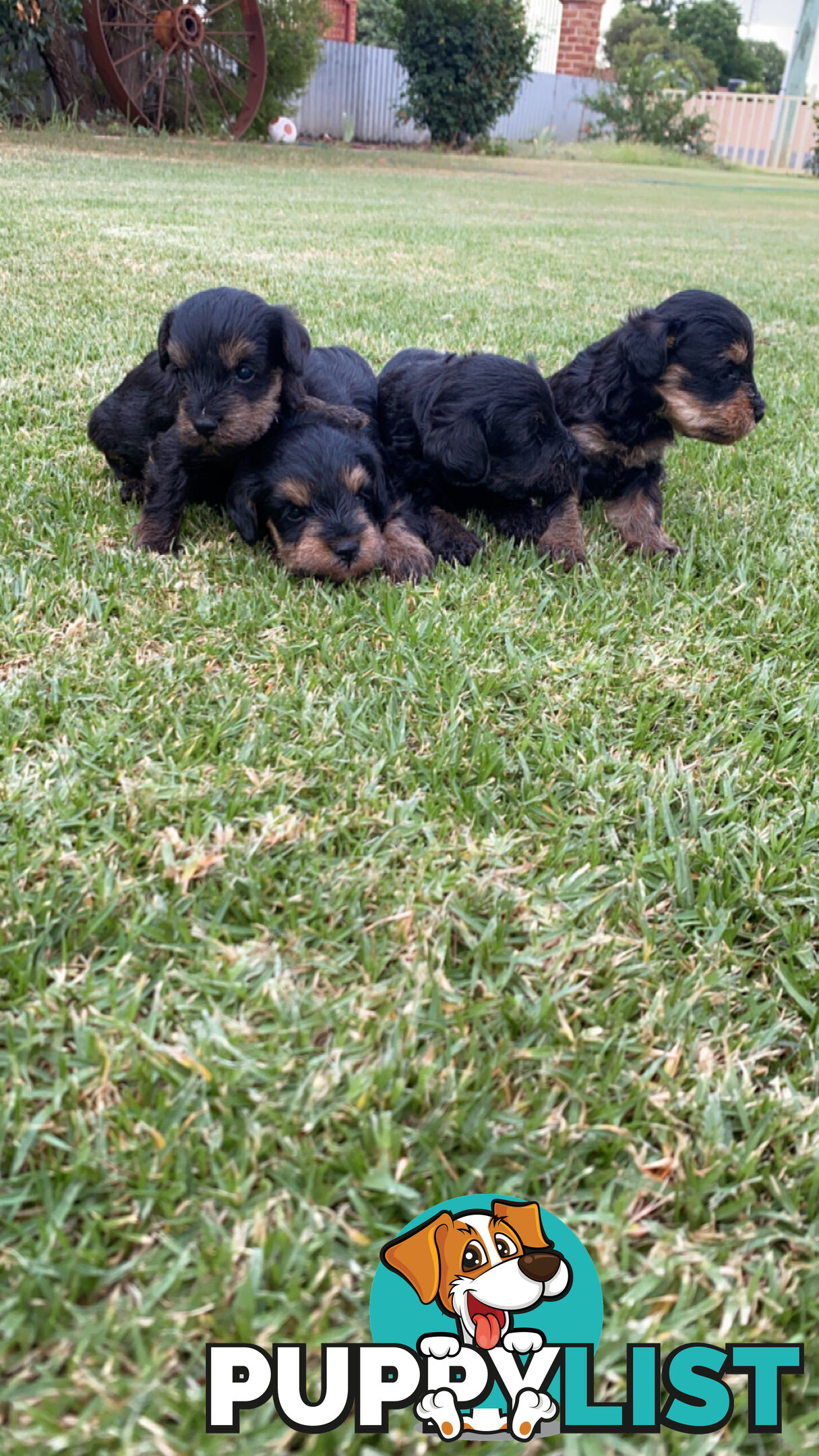 Toy Schnoodles