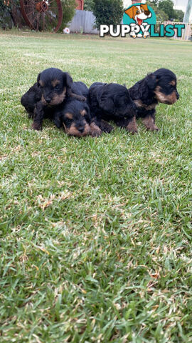 Toy Schnoodles