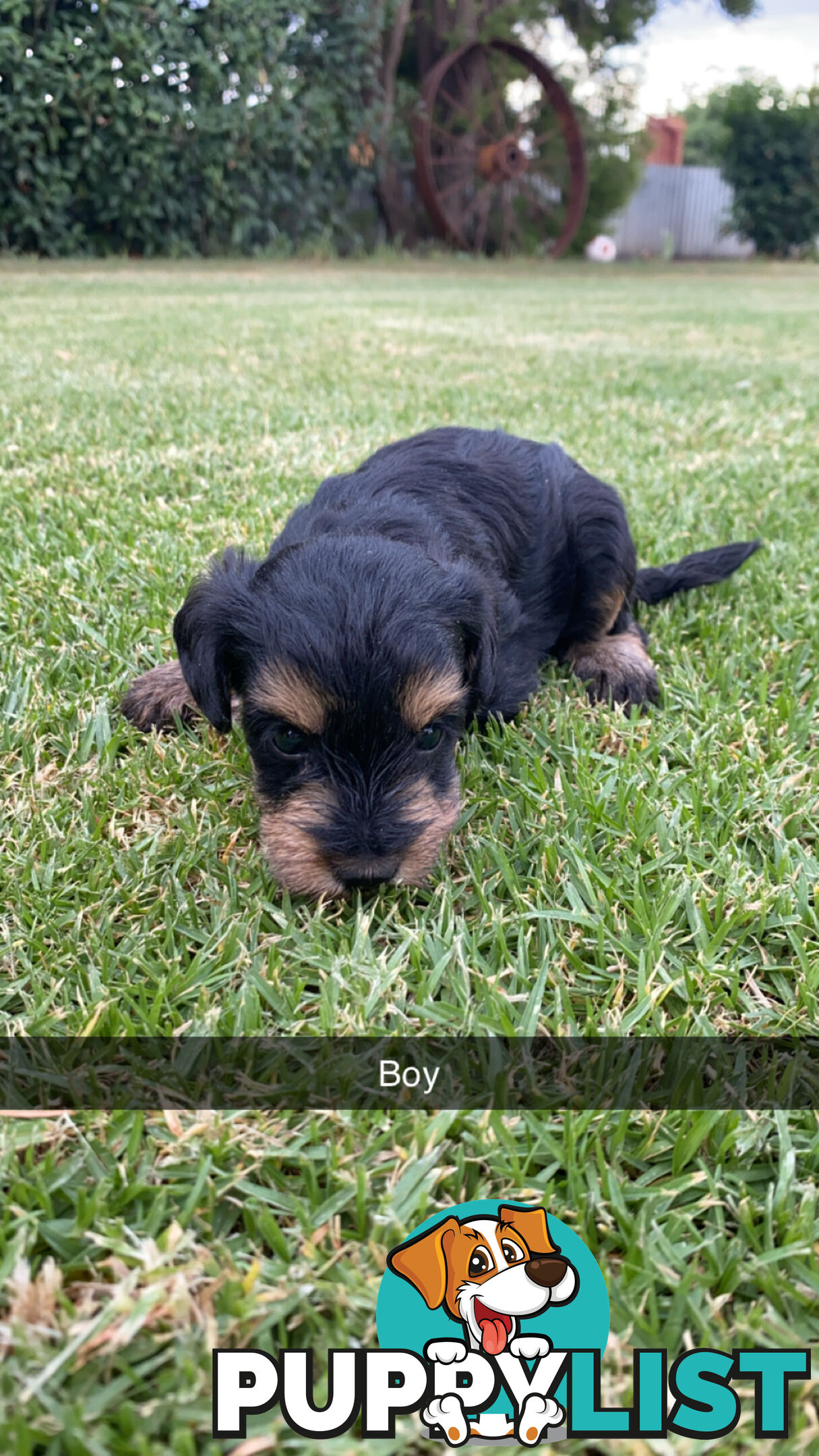 Toy Schnoodles