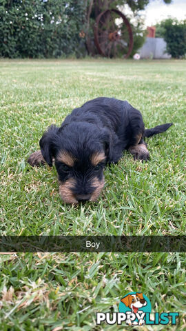 Toy Schnoodles