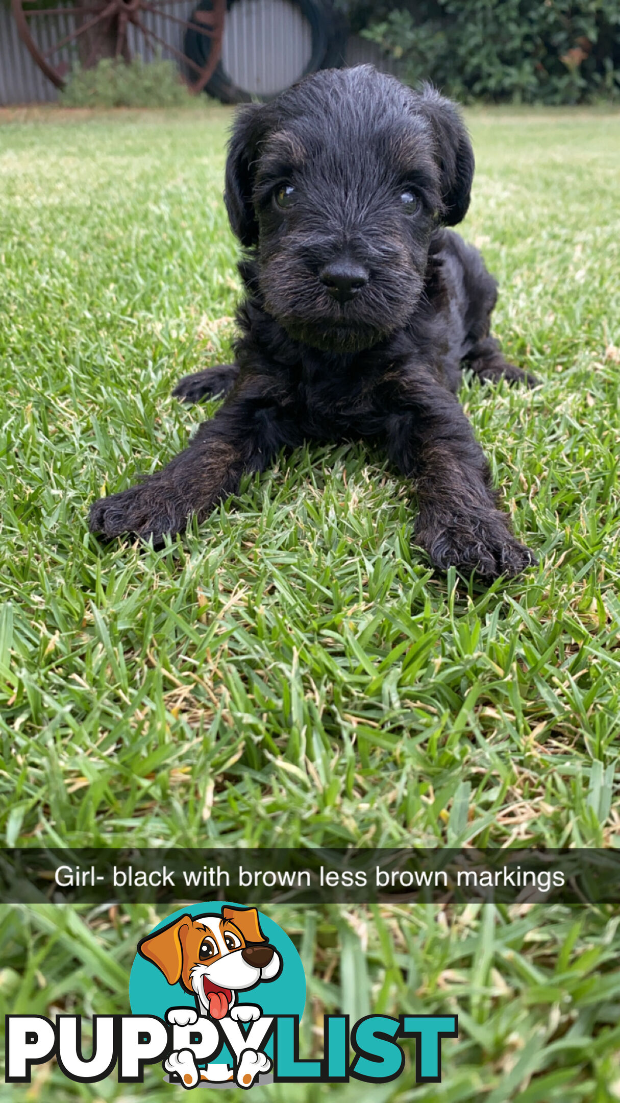 Toy Schnoodles