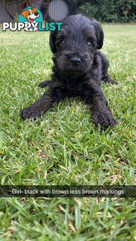 Toy Schnoodles