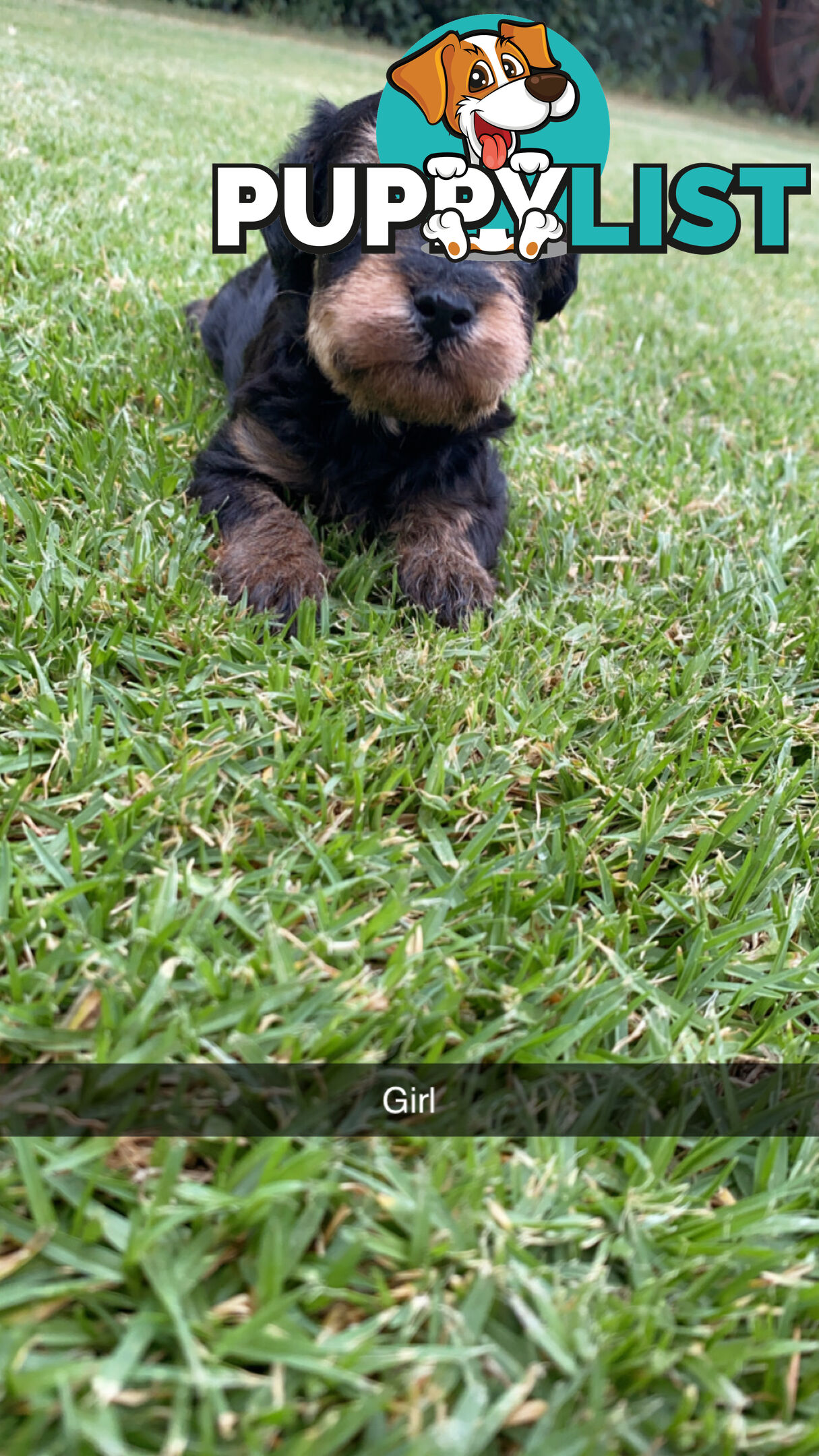 Toy Schnoodles