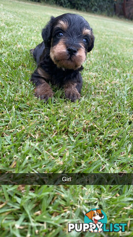 Toy Schnoodles