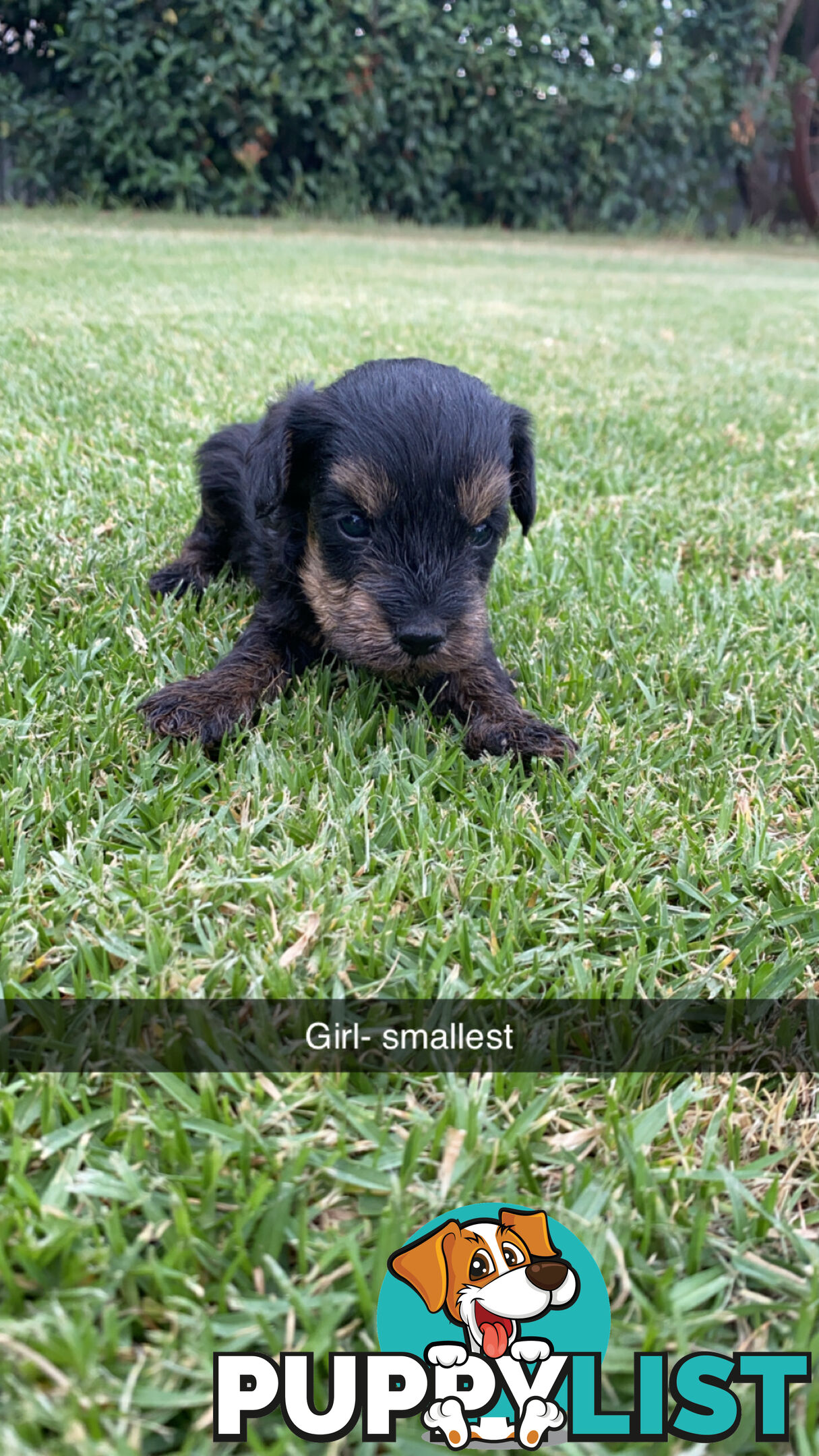 Toy Schnoodles