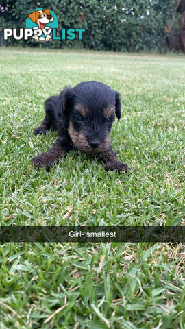 Toy Schnoodles