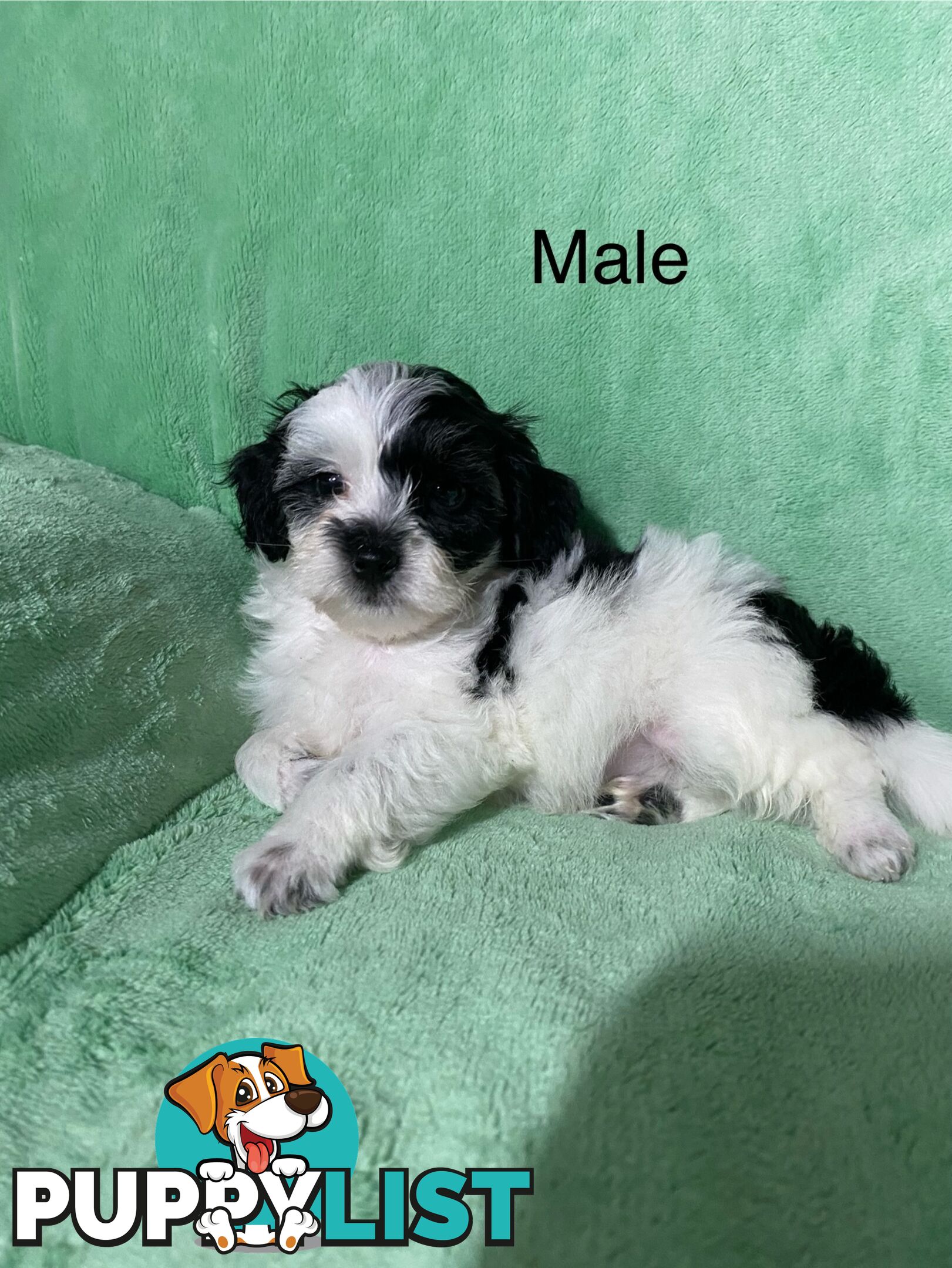 Shih tzu Maltese x poodle