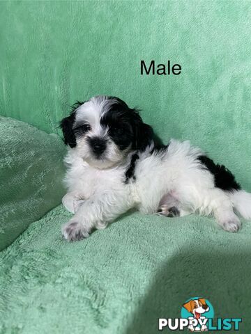 Shih tzu Maltese x poodle