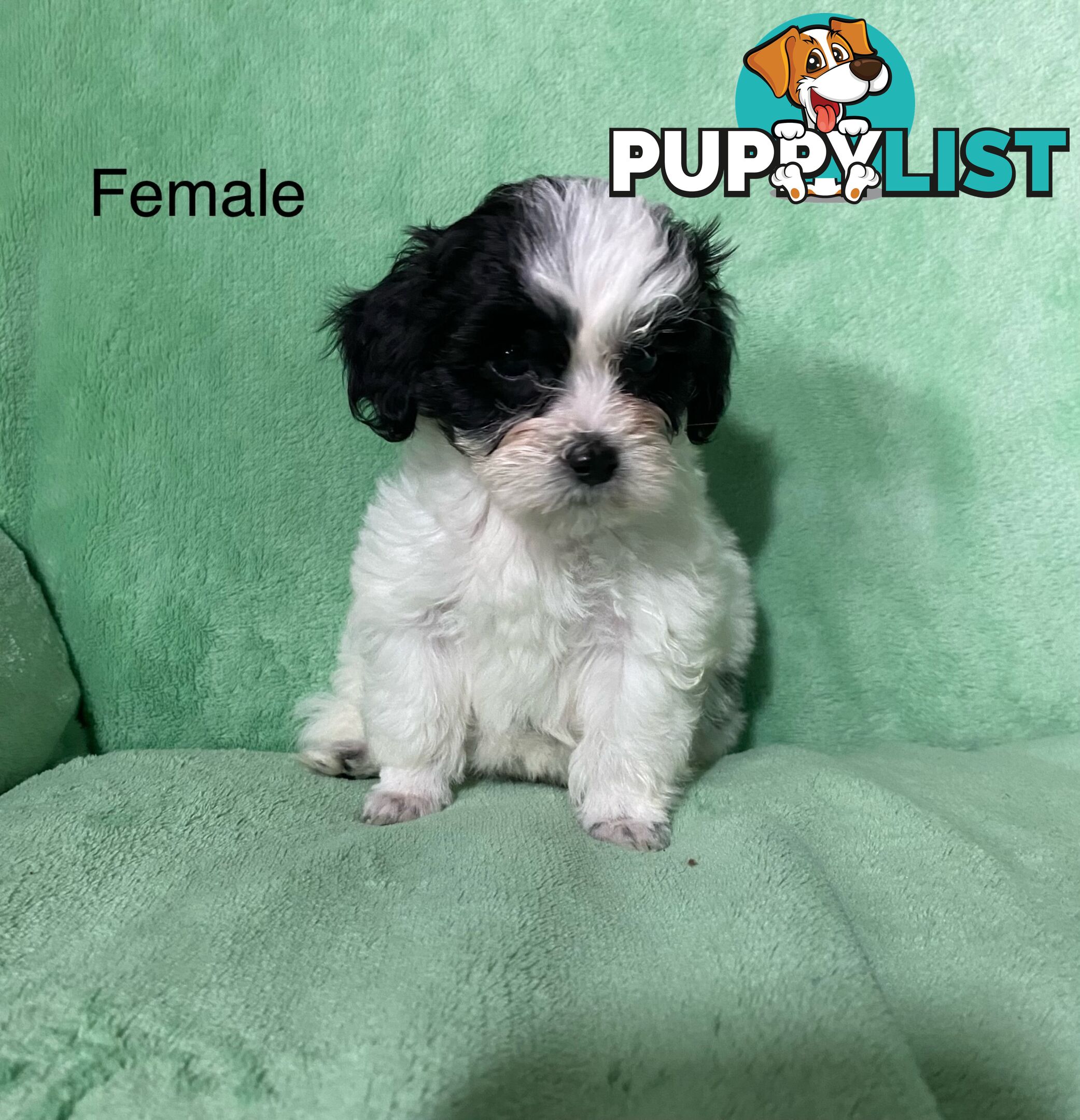 Shih tzu Maltese x poodle