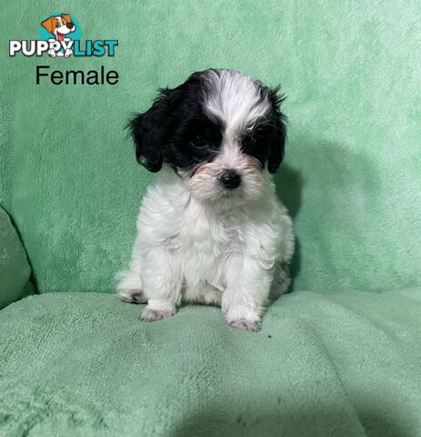 Shih tzu Maltese x poodle