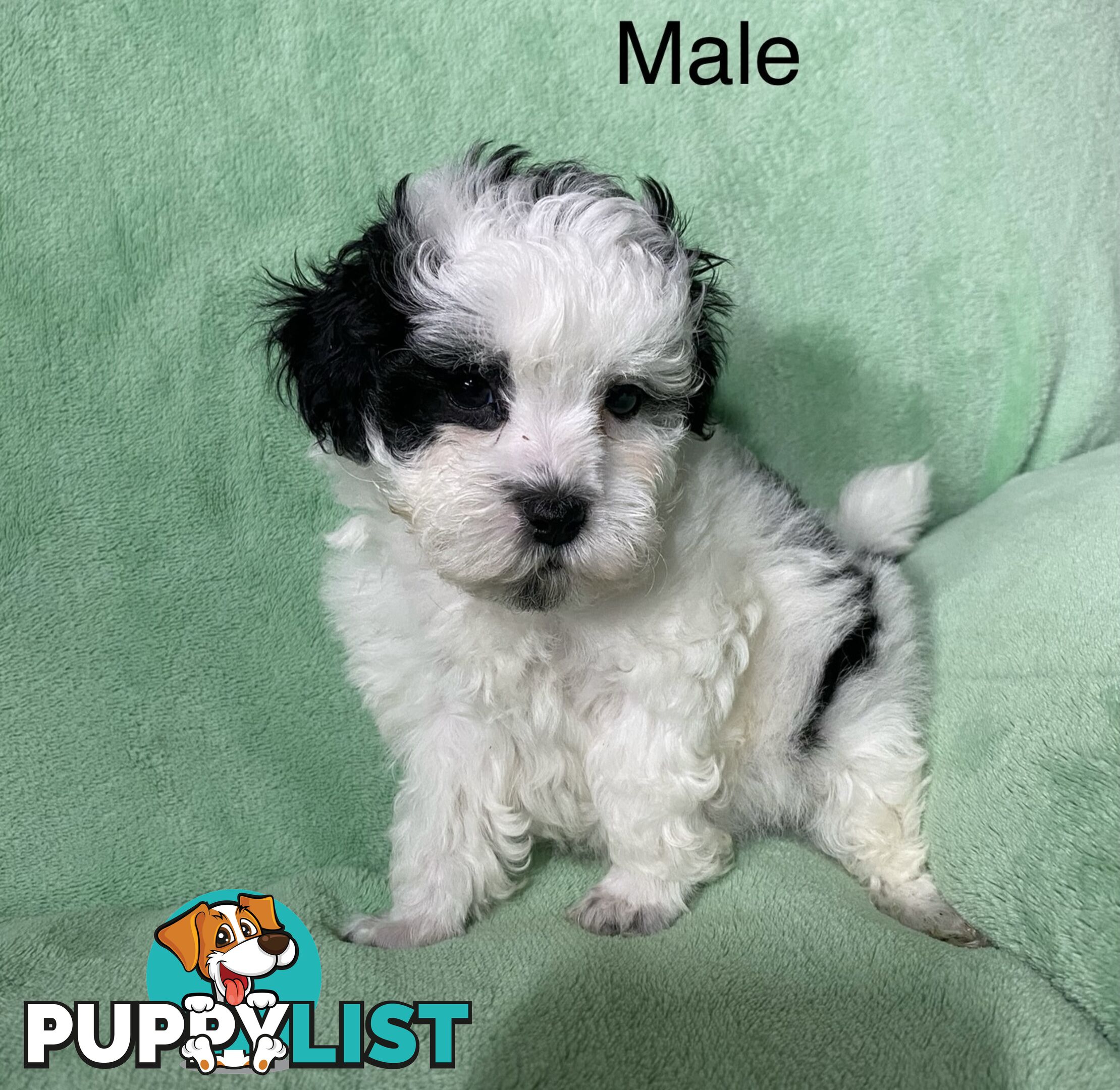 Shih tzu Maltese x poodle