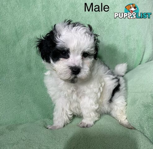 Shih tzu Maltese x poodle