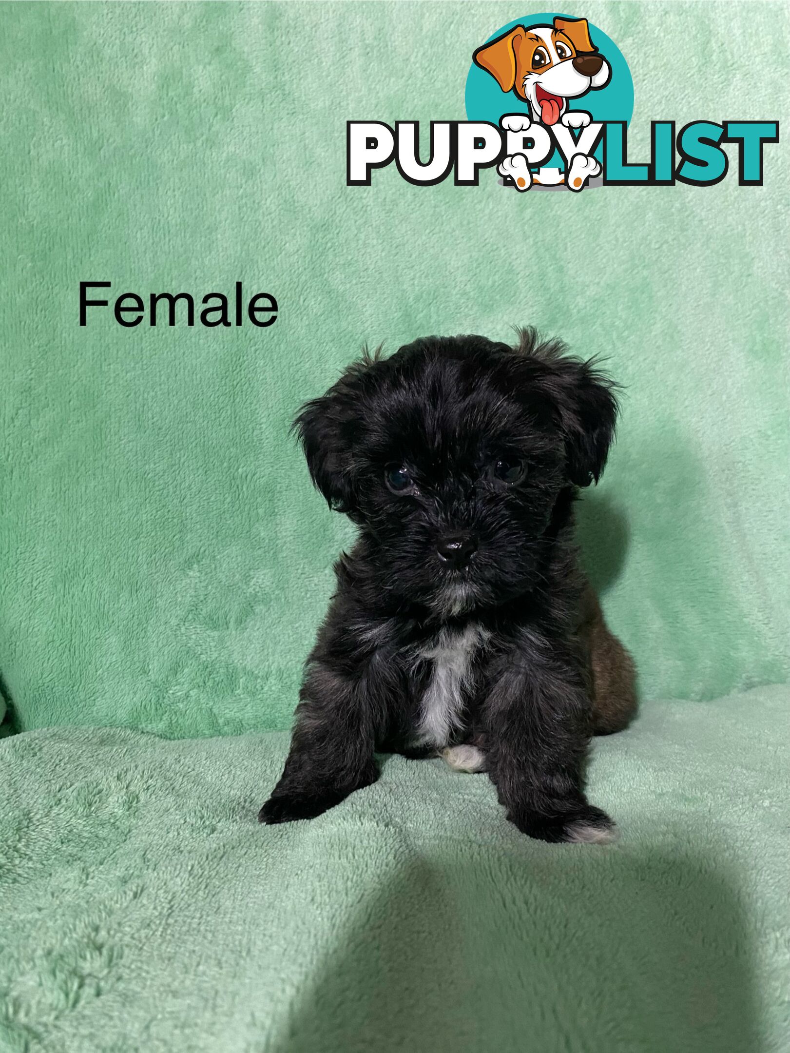 Shih tzu Maltese x poodle