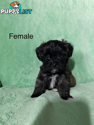 Shih tzu Maltese x poodle