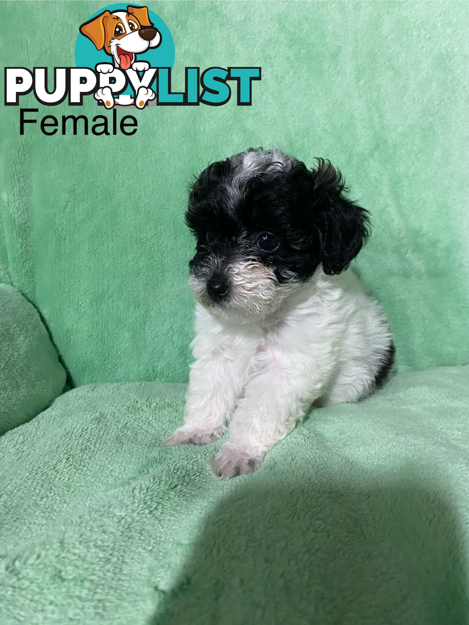 Shih tzu Maltese x poodle