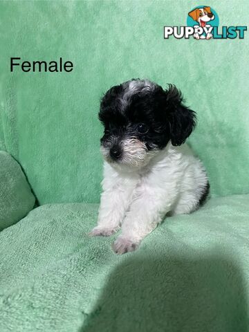 Shih tzu Maltese x poodle