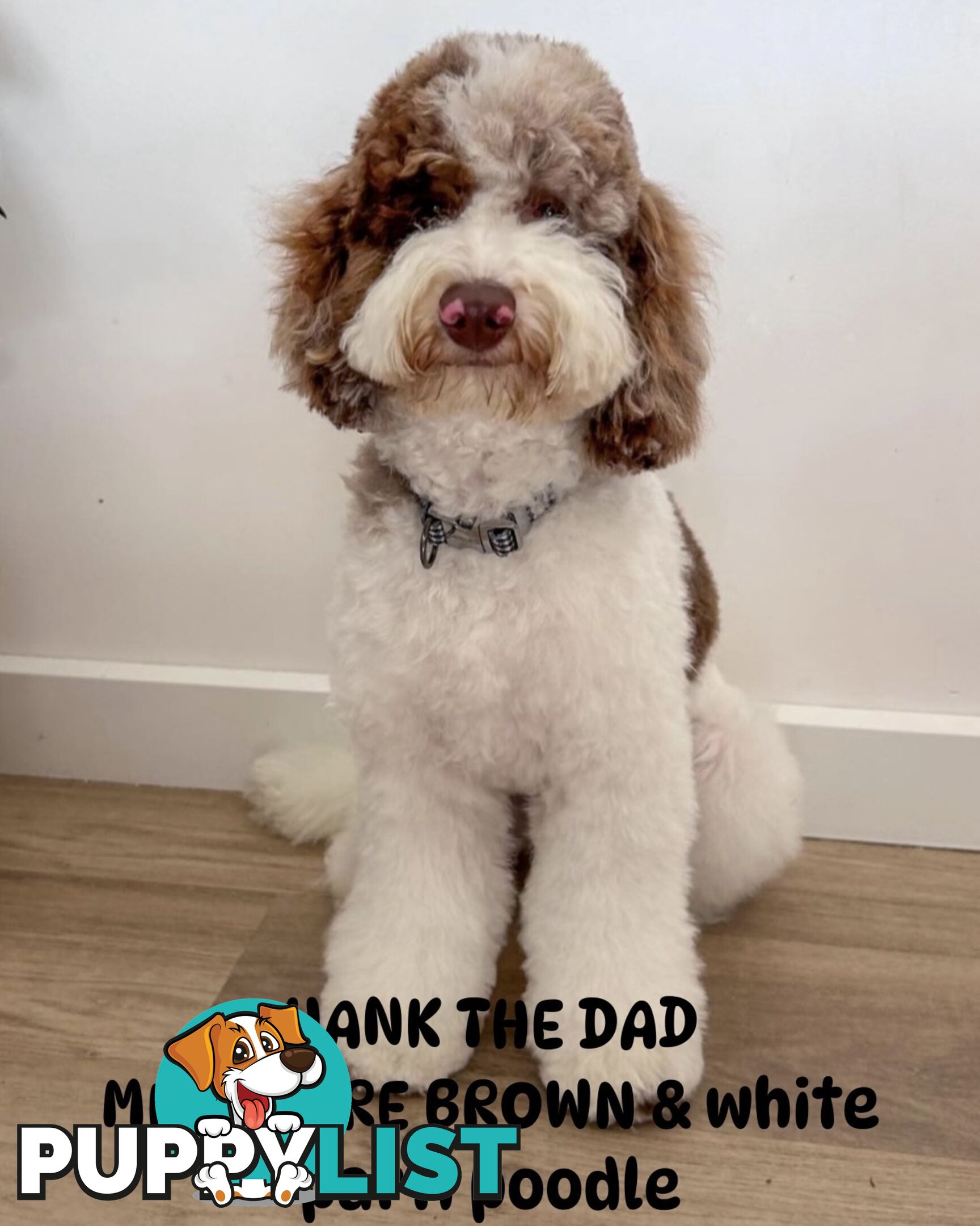 UNIQUE BLUE EYED LIVER NOSE APRICOT &amp;amp;amp; WHITE CAVOODLES