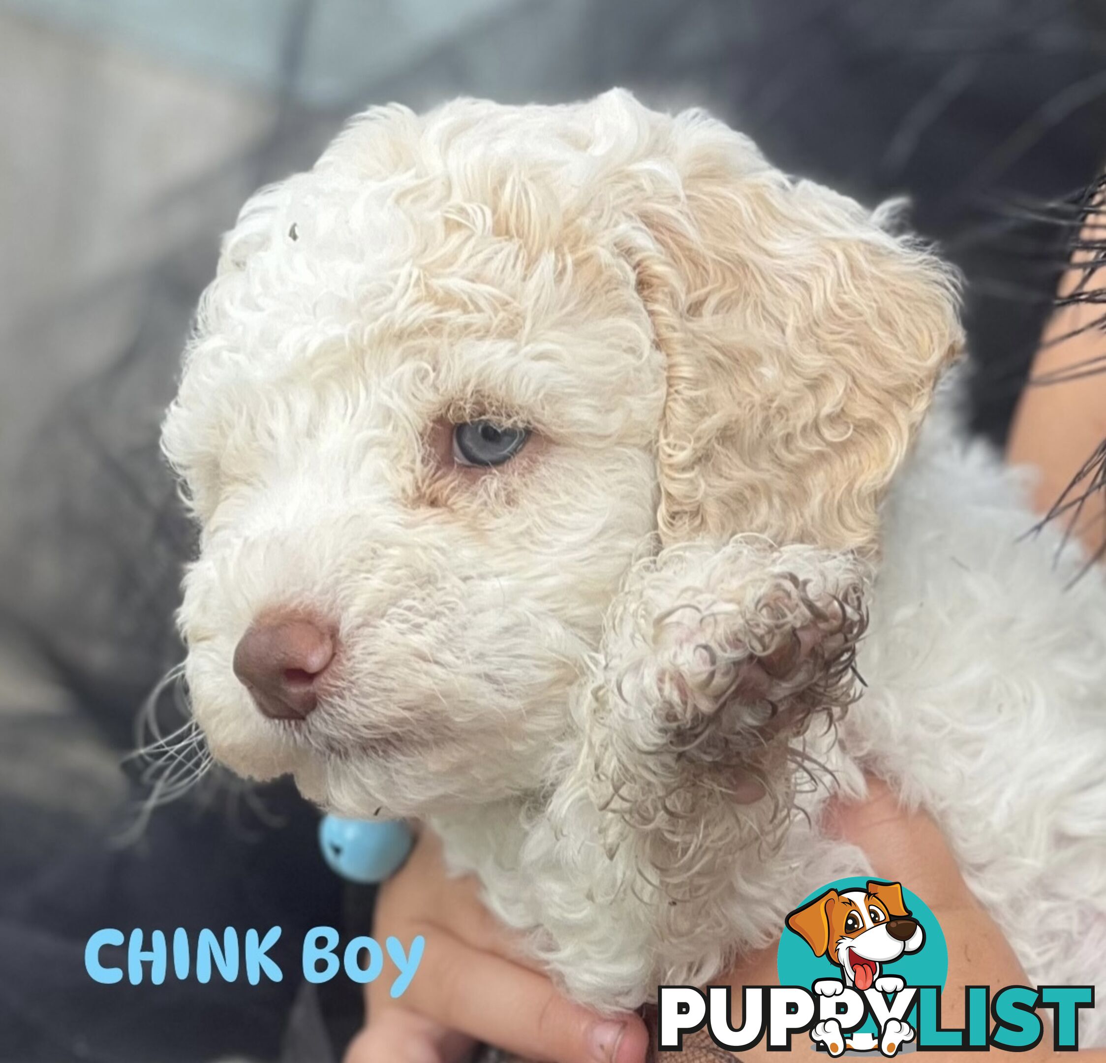 UNIQUE BLUE EYED LIVER NOSE APRICOT &amp;amp;amp; WHITE CAVOODLES