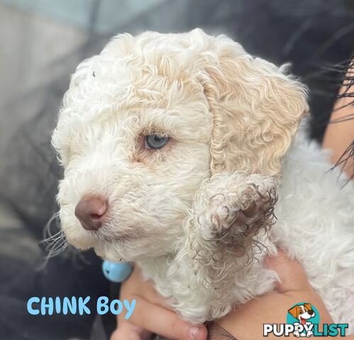 UNIQUE BLUE EYED LIVER NOSE APRICOT &amp;amp;amp; WHITE CAVOODLES