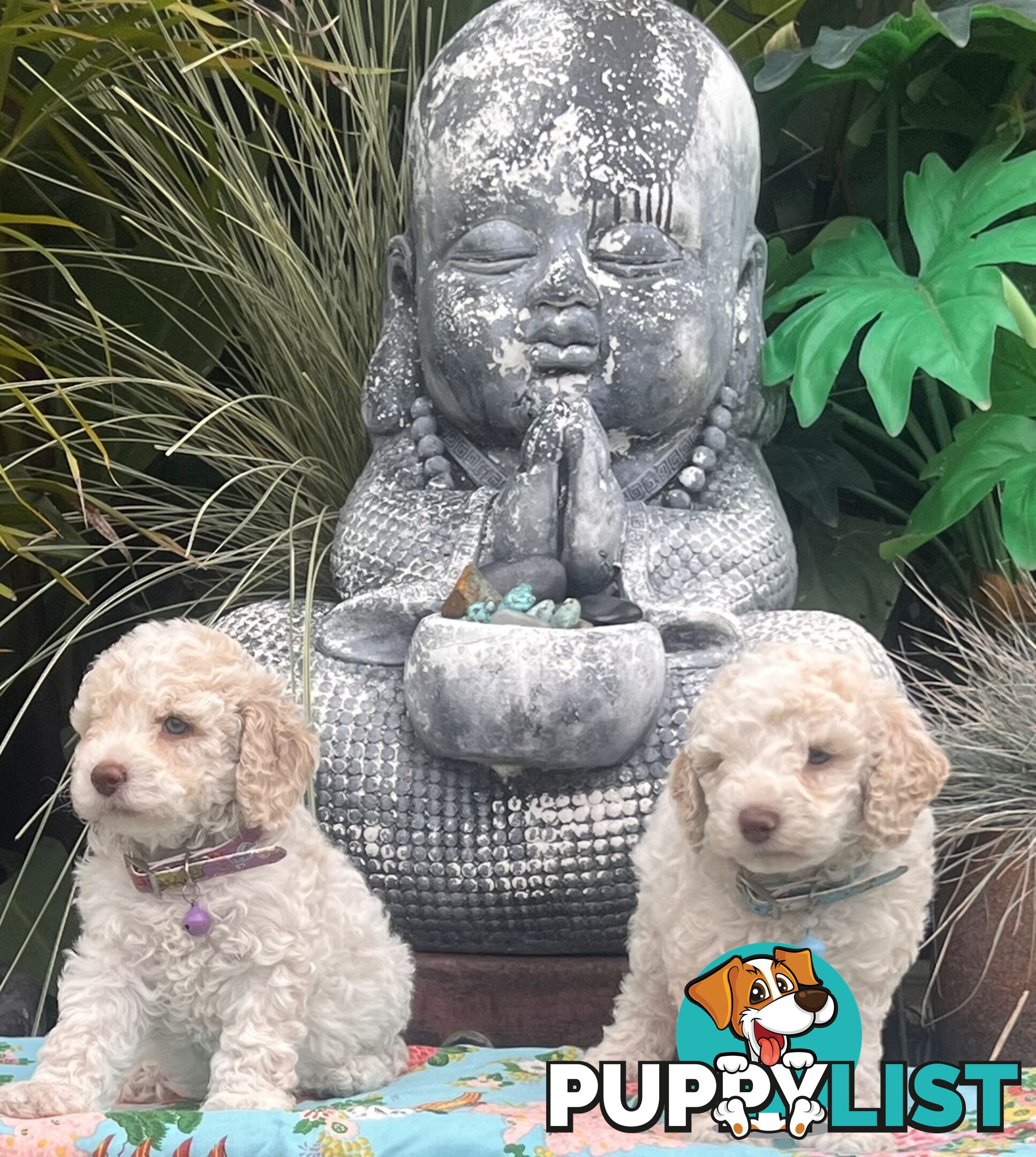 UNIQUE BLUE EYED LIVER NOSE APRICOT &amp;amp;amp; WHITE CAVOODLES