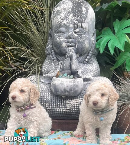 UNIQUE BLUE EYED LIVER NOSE APRICOT &amp;amp;amp; WHITE CAVOODLES