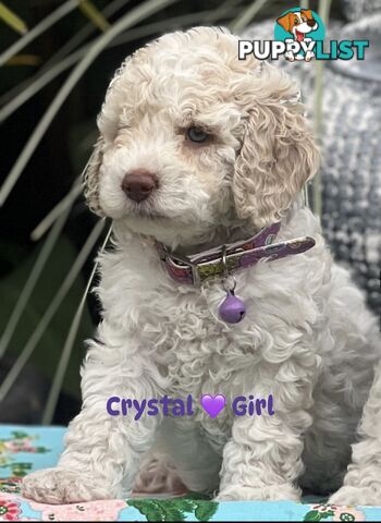 UNIQUE BLUE EYED LIVER NOSE APRICOT &amp;amp;amp; WHITE CAVOODLES