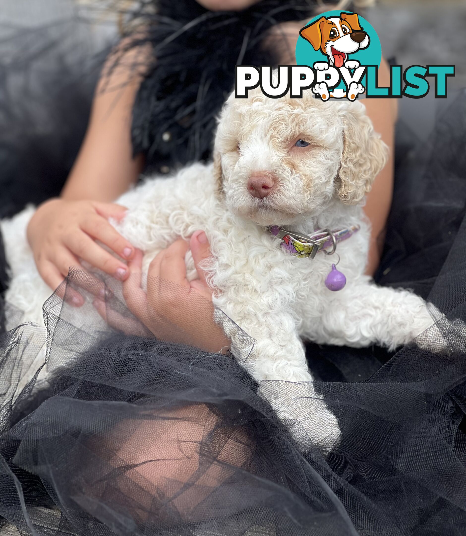 UNIQUE BLUE EYED LIVER NOSE APRICOT &amp;amp;amp; WHITE CAVOODLES