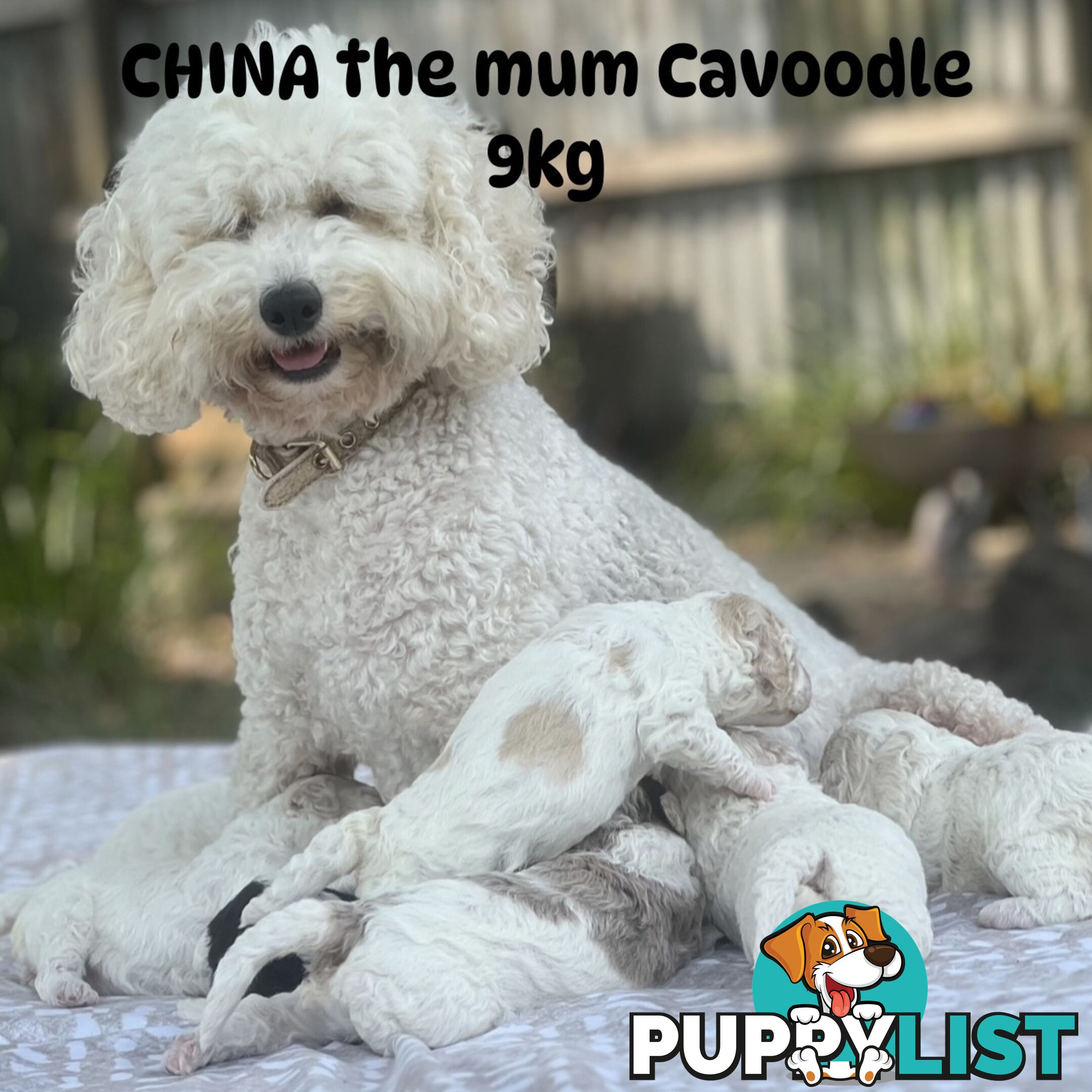 UNIQUE BLUE EYED LIVER NOSE APRICOT &amp;amp;amp; WHITE CAVOODLES