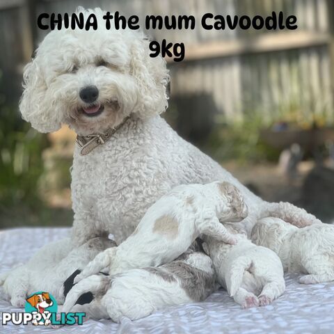 UNIQUE BLUE EYED LIVER NOSE APRICOT &amp;amp;amp; WHITE CAVOODLES