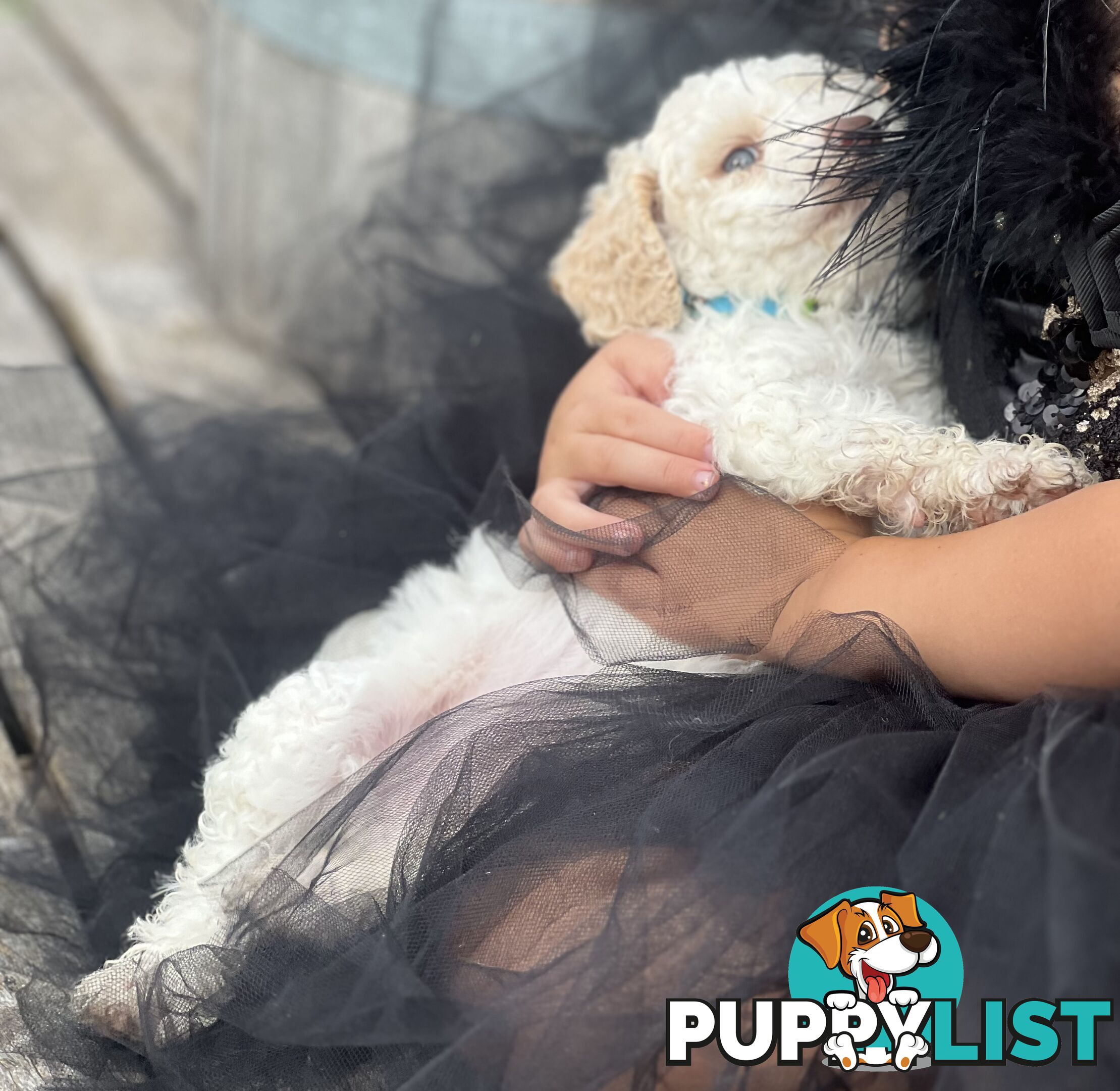 UNIQUE BLUE EYED LIVER NOSE APRICOT &amp;amp;amp; WHITE CAVOODLES