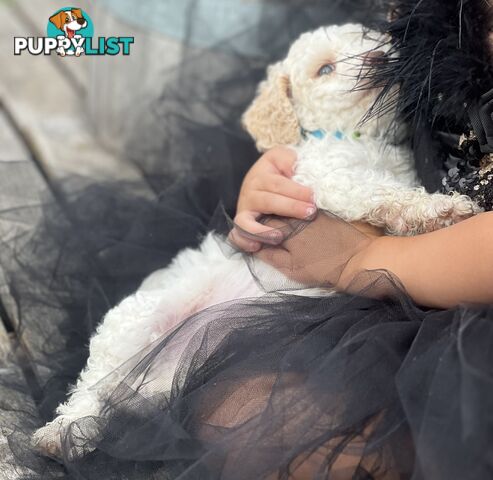 UNIQUE BLUE EYED LIVER NOSE APRICOT &amp;amp;amp; WHITE CAVOODLES