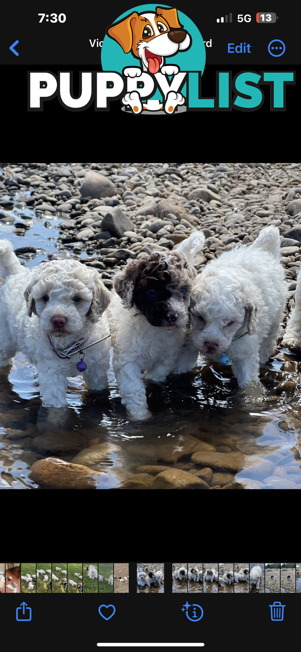 UNIQUE BLUE EYED LIVER NOSE APRICOT &amp;amp;amp; WHITE CAVOODLES