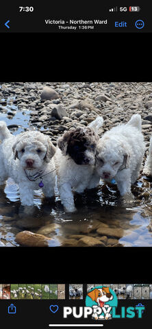 UNIQUE BLUE EYED LIVER NOSE APRICOT &amp;amp;amp; WHITE CAVOODLES