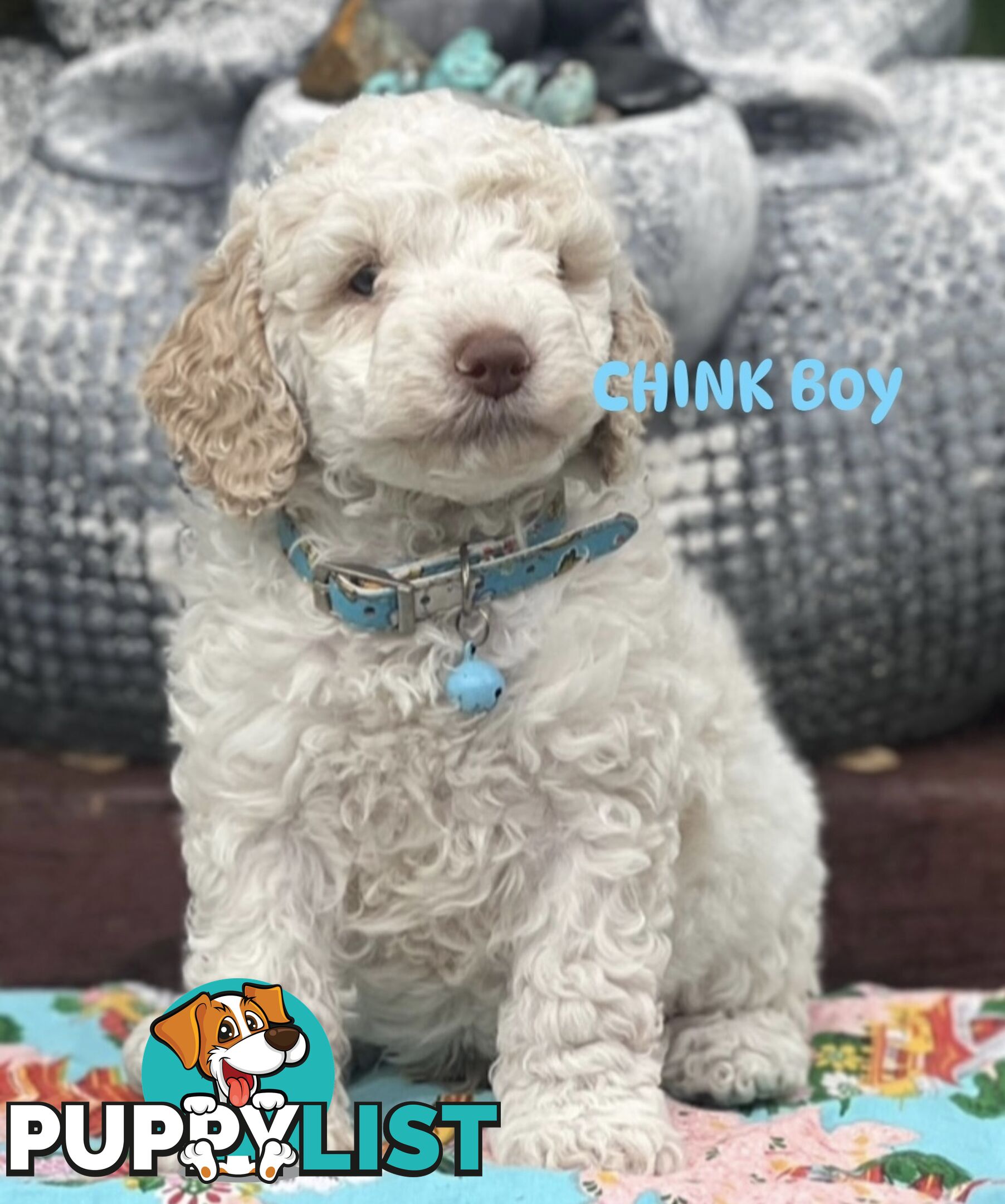 UNIQUE BLUE EYED LIVER NOSE APRICOT &amp;amp;amp; WHITE CAVOODLES