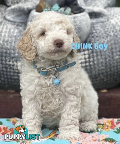 UNIQUE BLUE EYED LIVER NOSE APRICOT &amp;amp;amp; WHITE CAVOODLES