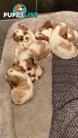 King Charles puppies for sale